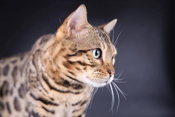 X-Man Whinecat / Teddy | Kocouři | Bengálské kočky | Chovatelská stanice bengálských koček Whinecat