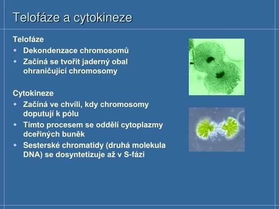 PPT - Buněčné dělení PowerPoint Presentation, free download - ID:4133643