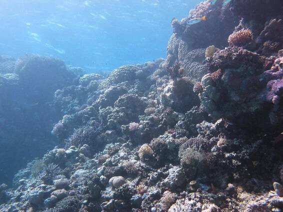 About Sataya Reef - Al Thuraya Red Sea