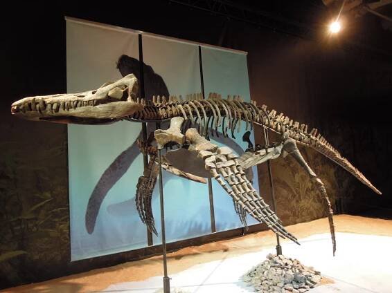 Pliosaurus