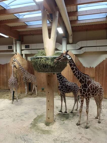 Vánoční ZOO ve Dvoře Králové - Oficiální stránky ZŠ a MŠ Lično