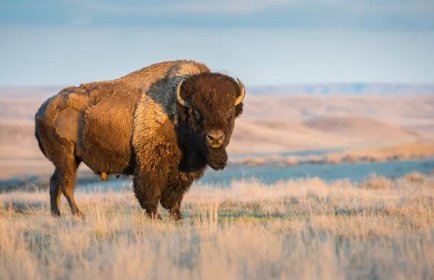 zubr - bizon - stock snímky, obrázky a fotky