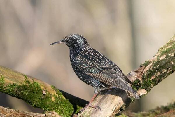 Špaček, Pták, Zvíře, Sturnus Vulgaris