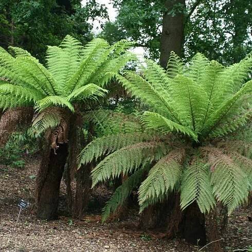 Dicksonia antarctica - A must buy staple for the UK tropical garden