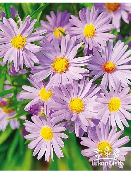 Aster dumosus MITTELMEER - hvězdnice keříčkovitá, astra