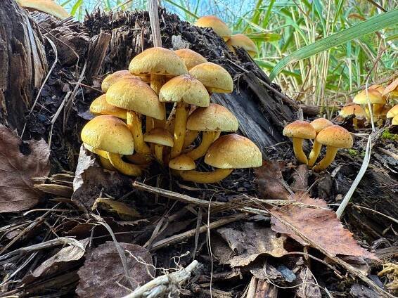 Třepenitka (Hypholoma) ?