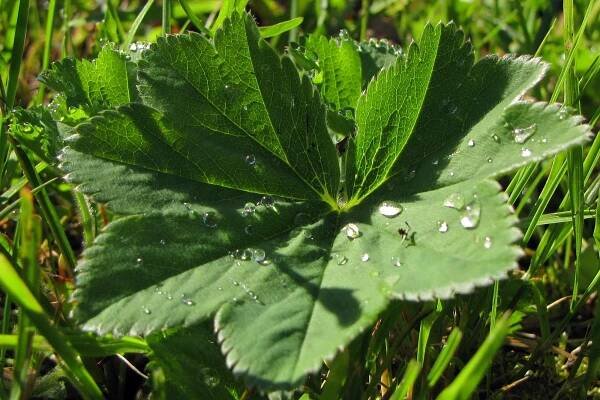Kontryhel obecný (Alchemilla vulgaris)