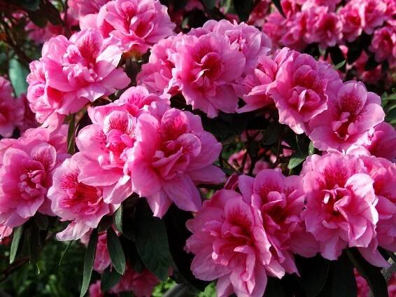 Rhododendron domácí květina