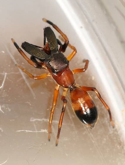 Soubor:Myrmarachne.formicaria.male.4.jpg