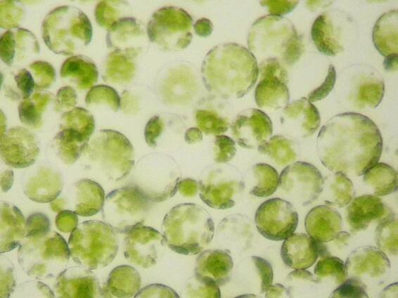 Protoplast