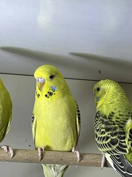 Prodám Andulky Texas tcb | iFauna.cz