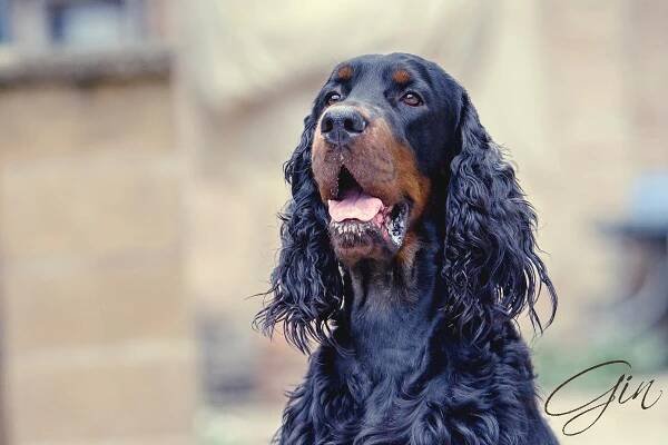 Stud dog - Black Scottish Gin