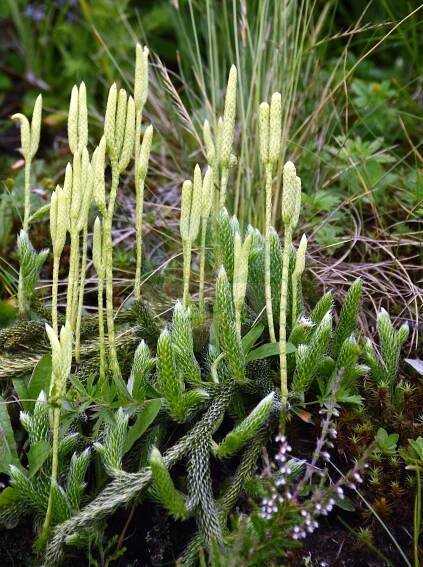 Lycopodium clavatum - Lycopodiaceae,Plantae,Pteridobiotina,Lycopodiophyta,Lycopodiopsida,Lycopodiales,Lycopodiaceae,Lycopodioideae,Lycopodium,Lycopodium clavatum,Lepidotis ciliata, Lepidotis clavata, Lepidotis inflexa, Lycopodium aristatum, Lycopodium aristatum var. desvauxianum, Lycopodium aristatum var. incurvum, Lycopodium aristatum var. robustius, Lycopodium ciliatum, Lycopodium clavatum f. brevipedunculatum, Lycopodium clavatum f. clavatum, Lycopodium clavatum f. decapitatum, Lycopodium clavatum f. frondescens, Lycopodium clavatum f. frondosum, Lycopodium clavatum f. incurvum, Lycopodium clavatum f. robustinus, Lycopodium clavatum f. sterilis, Lycopodium clavatum f. trilobum, Lycopodium clavatum subsp. clavatum, Lycopodium clavatum subsp. contiguum, Lycopodium clavatum var. aristatum, Lycopodium clavatum var. asiaticum, Lycopodium clavatum var. borbonicum, Lycopodium clavatum var. clavatum, Lycopodium clavatum var. desvauxianum, Lycopodium clavatum var. equisetoides, Lycopodium clavatum var. eriostachys, Lycopodium clavatum var. inflexum, Lycopodium clavatum var. jamaicense, Lycopodium clavatum var. laurentianum, Lycopodium clavatum var. minarum, Lycopodium clavatum var. montanum, Lycopodium clavatum var. nataliense, Lycopodium clavatum var. paucidivisum, Lycopodium clavatum var. piliferum, Lycopodium clavatum var. preslianum, Lycopodium clavatum var. pseudocontiguum, Lycopodium clavatum var. raddianum, Lycopodium clavatum var. robustius, Lycopodium clavatum var. serpens, Lycopodium clavatum var. sitchaense, Lycopodium clavatum var. subremotum, Lycopodium clavatum var. trichiatum, Lycopodium clavatum var. trichophyllum, Lycopodium clavatum var. tristachyum, Lycopodium contiguum, Lycopodium eriostachys, Lycopodium herbaceum, Lycopodium inflexum, Lycopodium mayoris, Lycopodium piliferum, Lycopodium preslii, Lycopodium trichiatum, Lycopodium trichiatum var. desvauxianum, Lycopodium trichophyllum, Lycopodium vestitum var. herbaceum, Urostachys plutonis,Keulen-Bärlapp;Gewöhnlicher Keulen-Bärlapp;Drudenfuß;Schlangenmoos;Wolfsraute;Schneehuhn-Bärlapp;stag's-horn clubmoss;common club-moss;one-cone club-moss;lycopode à massue;lycopode patte-de-lapin;common clubmoss;ground pine;one-cone clubmoss;running clubmoss;Lycopode en massue;jalousie;lycopode lagopède;éguaire;lycopode à un épi;herbe à la teigne;griffe de loup;mousse terrestre;soufre végétal;herbe aux massues;lycopode claviforme;lycopode officinal;lycopode patte-de-lapin;patte de loup;azufre vegetal;pie de lobo;Licopodio clavato;erba strega;licopodio a una spiga;groote-wolfsklauw;groote wolfsklauw;grote wolfsklauw;licopódio-da-estrela;плаун булавовидный;плаун куропаточий;göbektozu;likopodi;lycopodi;riplummer;mattlummer;vanlig mattlummer;almindelig ulvefod;nordlig ulvefod;witłak gożdzisty;hikage-no-kazura;ヒカゲノカズラ;kijasti lisičjak;kapcsos korpafű;plavuň vidlačka;plavúň vidličkovitý;pedicuţă;plavúň obyčajný;плаун булавовидний;бухалковиден плаун;клиновиден плаун;karukold;vālīšu staipeknis;myk kråkefot;rypefot;katinlieko;pohjankatinlieko;burstajafni;vaistinis pataisas;dōng běi shí sōng;东北石松