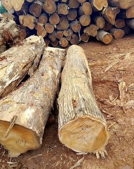 Teak Wood Image