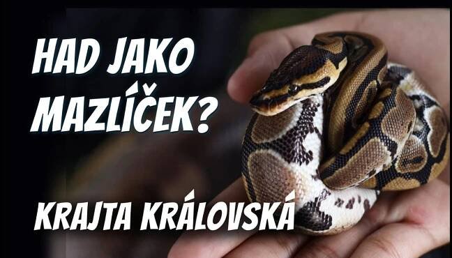 Krajta královská – chov, péče a radost z vlastního hada
