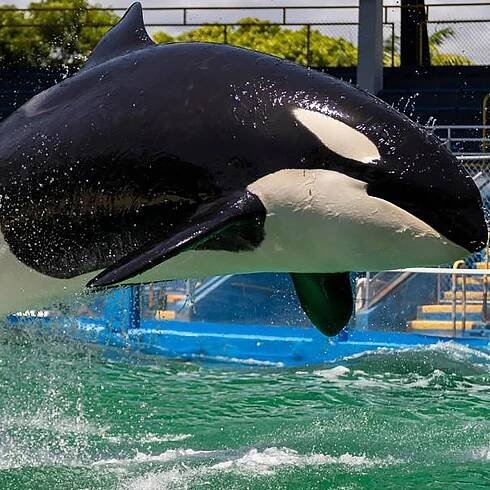 Did an Orca Really Kill Trainer Jessica Radcliffe? The Truth Behind the Viral Clip