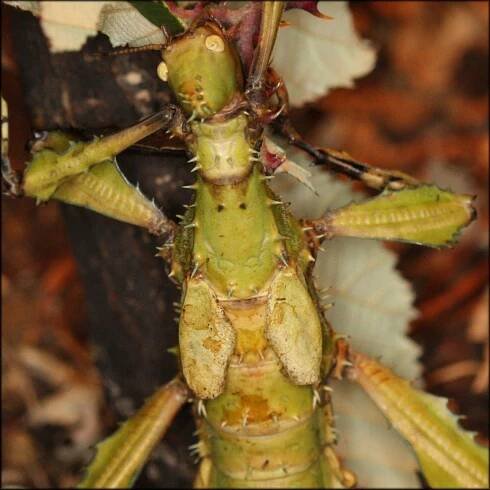ANAX Smiřice