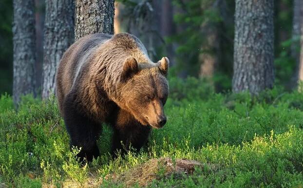 Další útok medvěda na Slovensku. Muž s otevřenou ránou na stehně skončil v nemocnici