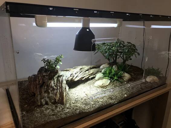Živá terária od ReptiEye - ReptiEye shop