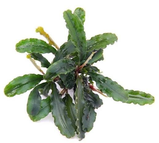 Dennerle Bucephalandra Wavy Leaf