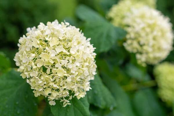 Hydrangea arborescens