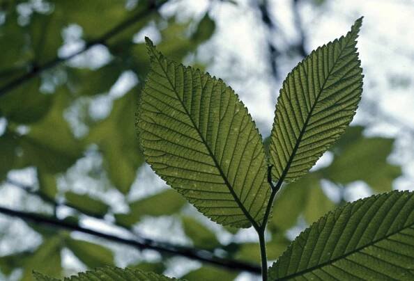 What Slippery Elm Can Help You With