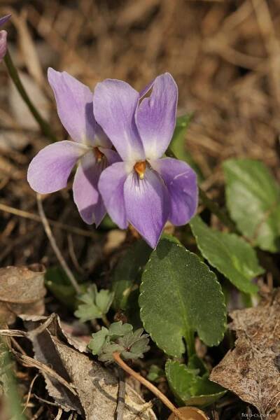 Violka obojetná (Viola ambigua), květy, květenství