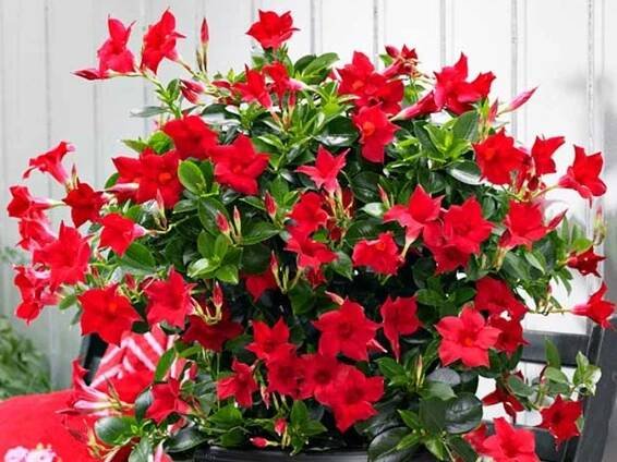 Mandevilla Sundevilla 'Classic Red'