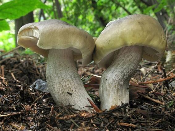 Tricholoma saponaceum 