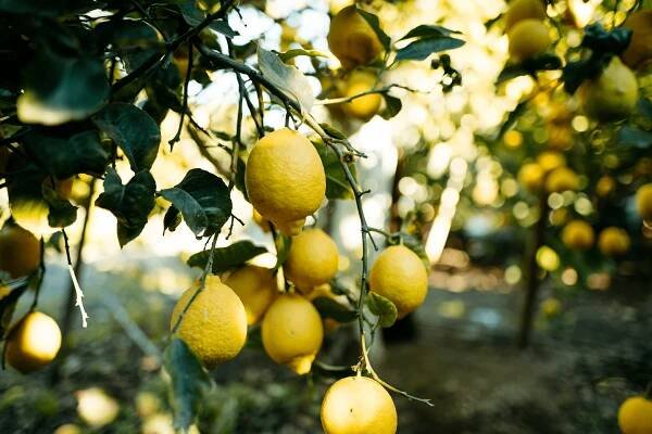 This Viral Gardening Hack Uses a Cucumber to Help Propagate a Lemon Tree