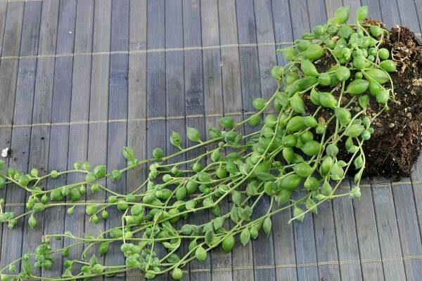 String or Pearls (Senecio rowleyanus)