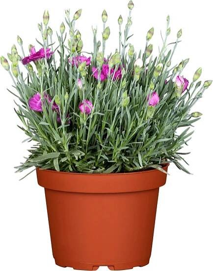 Hvozdík zahradní (Dianthus caryophyllus) "Violett Wonder", pr. kv. 11 cm nakoupit u OBI