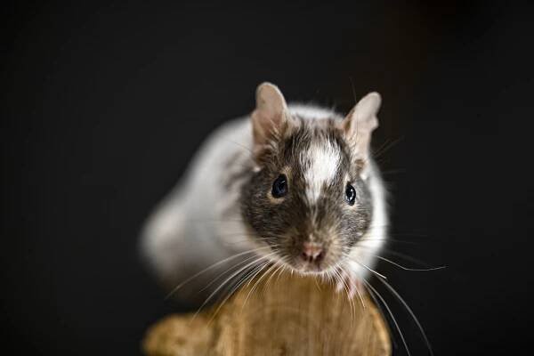 Osmák degu