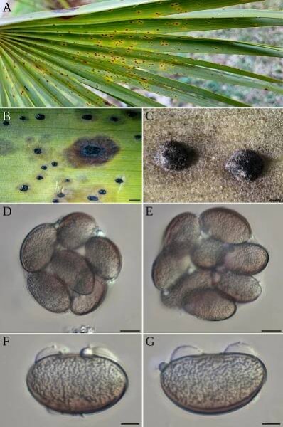 MANCHAS DE ALQUITRAN, TAR SPOTS - Cultivos Pima