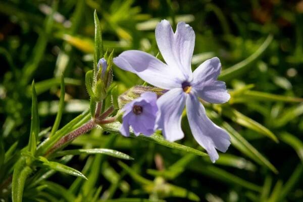 Plamenka šídlovitá 'G.F.Wilson' - Phlox subulata 'G.F.Wilson'