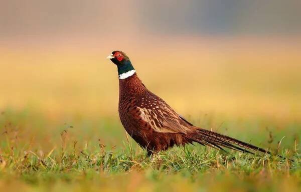 Ringneck Bažant (Phasianus colchicus) — Stock obrázek
