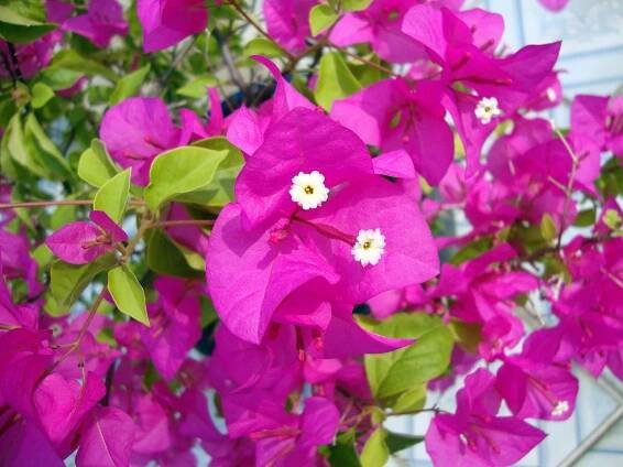 Bugenvilea | Bougainvillea