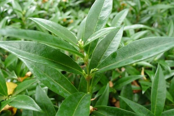 Self-Guided Tour: Winter 2023/24 - VanDusen Botanical Garden