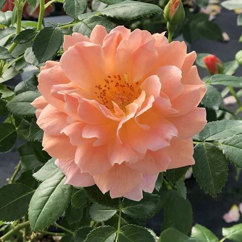 AT LAST® Rose - Order Online