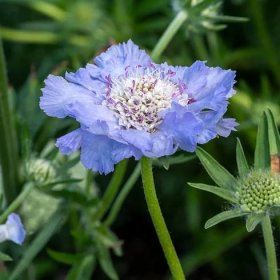 How to Grow Scabiosa (Pincushion Flower) from Seed