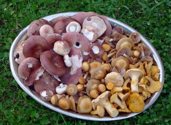 aktuální nabídka jedlých druhů pro houbařovu kuchyni