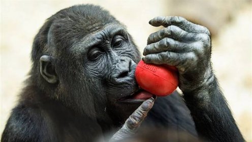 VIDEO: Puberta s ním cvičí, ale na své gorilí matce ještě loudí mléko