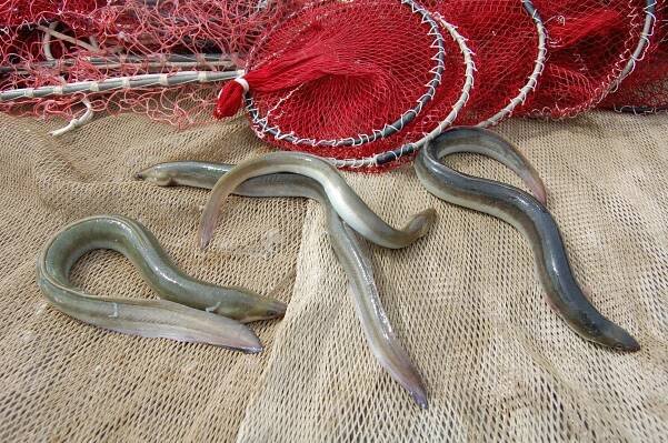 Towards recovery of European eel in the Mediterranean Sea