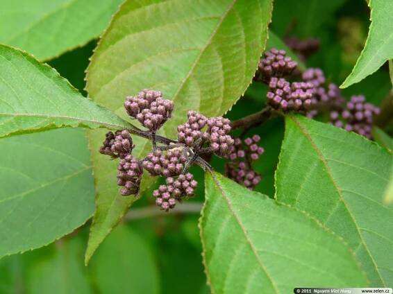 Callicarpa bodinieri Profusion krásnoplodka Bodinierova