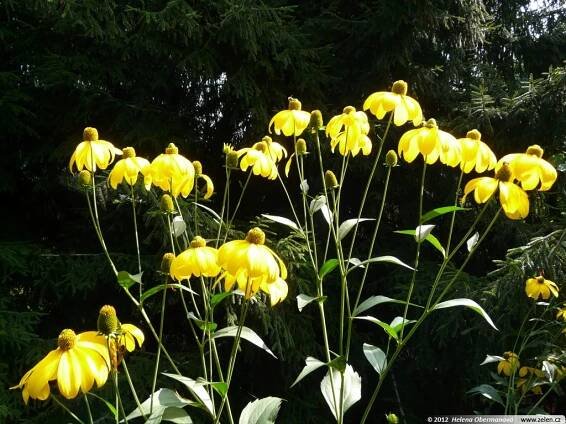 Rudbeckia nitida Herbstsonne třapatka lesklá