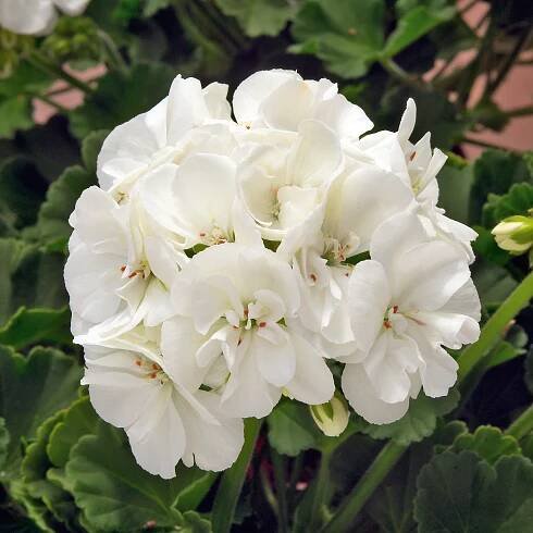 Stojící pelargonie SAILING – sazenice