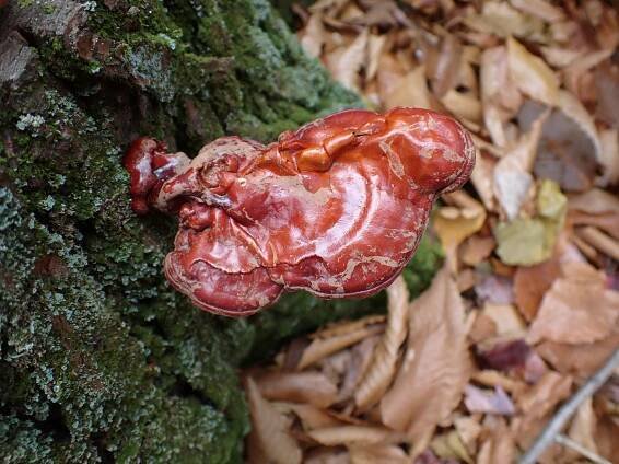 Discover Ganoderma tsugae: Identification, Uses, and Fascinating Facts