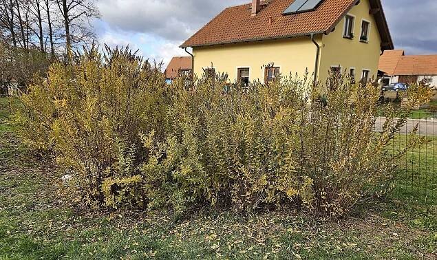 Původní keře pro živou zahradu - Okrasné keře - klasické - Tavolník douglasův (Spiraea douglasii)
