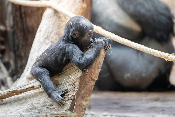 Jak prospívají gorilí mláďata? Podívejte se na nejnovější snímky z pražské zoo