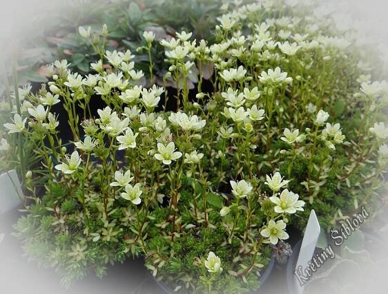 Saxifraga bronchialis